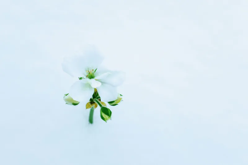 A single small white flower on a pale blue background